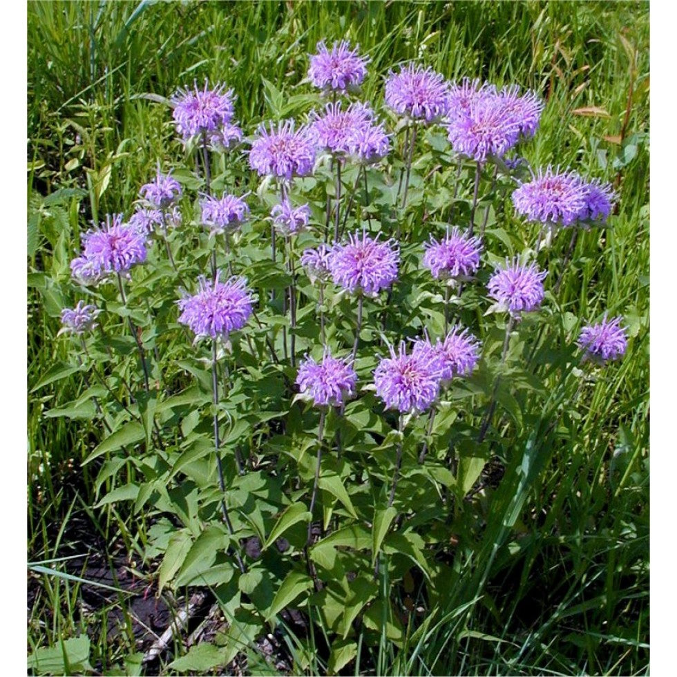 Bee Balm, Wild (Native)