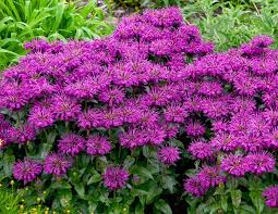 Bee Balm, Sugar Buzz Grape Gumball 1g