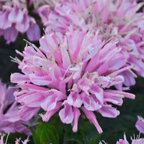 Bee Balm, Sugar Buzz Pink Frosting