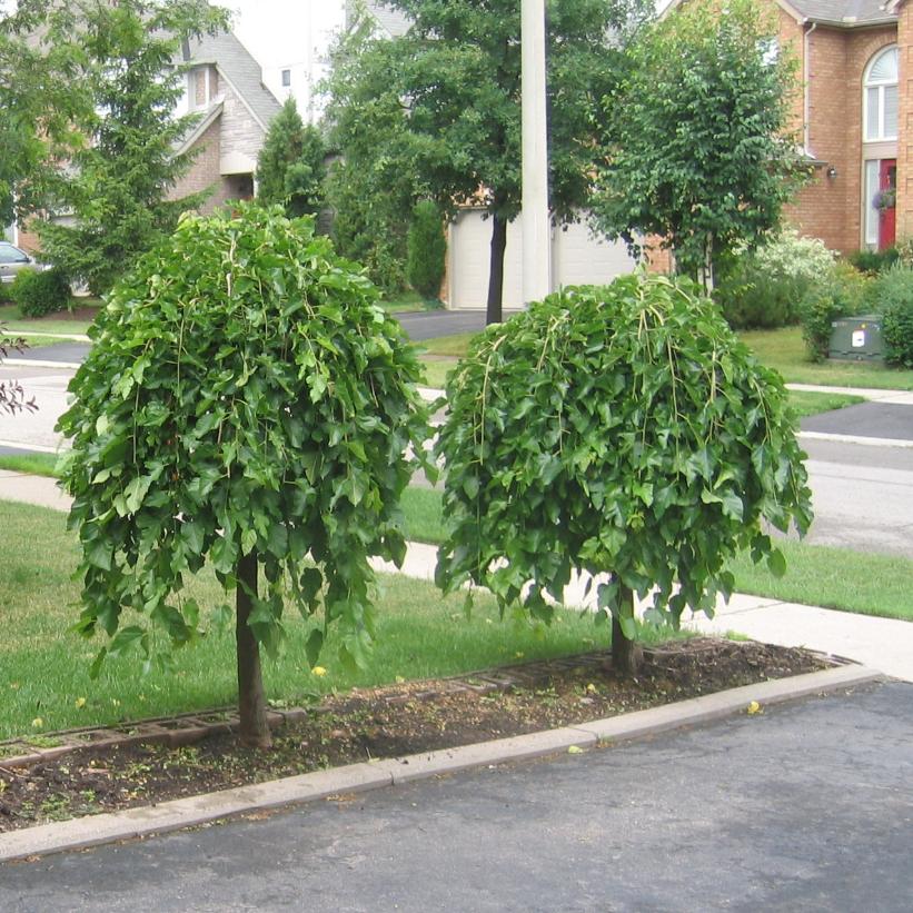 Mulberry, Weeping