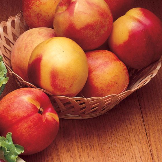 Nectarine, Hardired