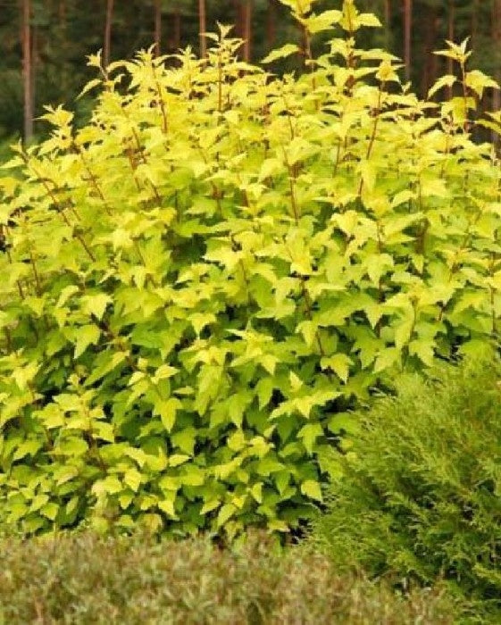 Ninebark, Dart's Gold