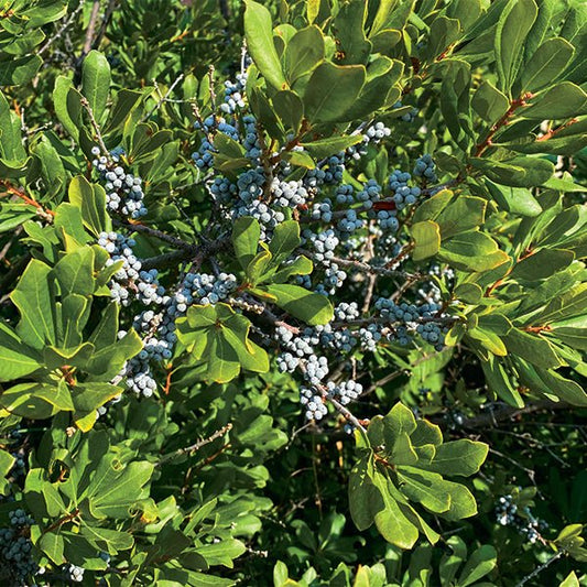 Bayberry, Northern