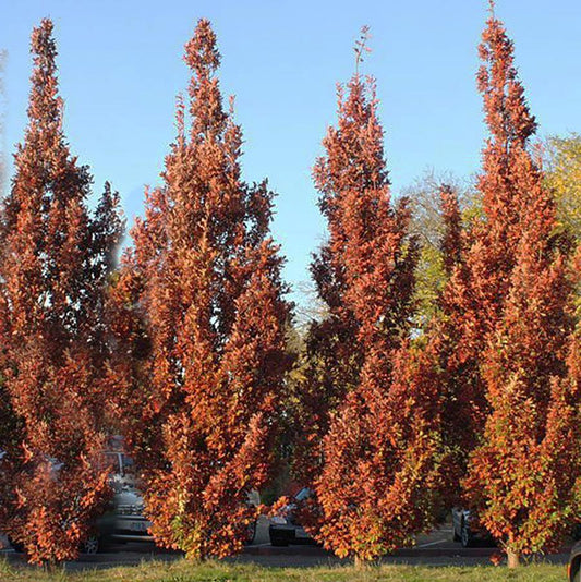 Oak, Crimson Spire