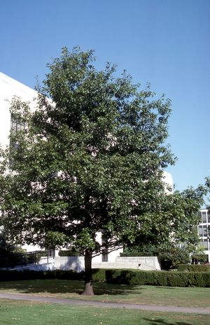 Oak Tree