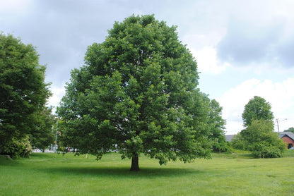 Oak Tree