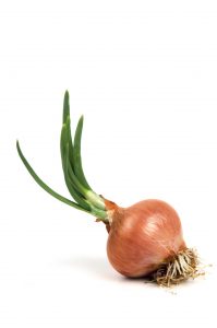 Onion