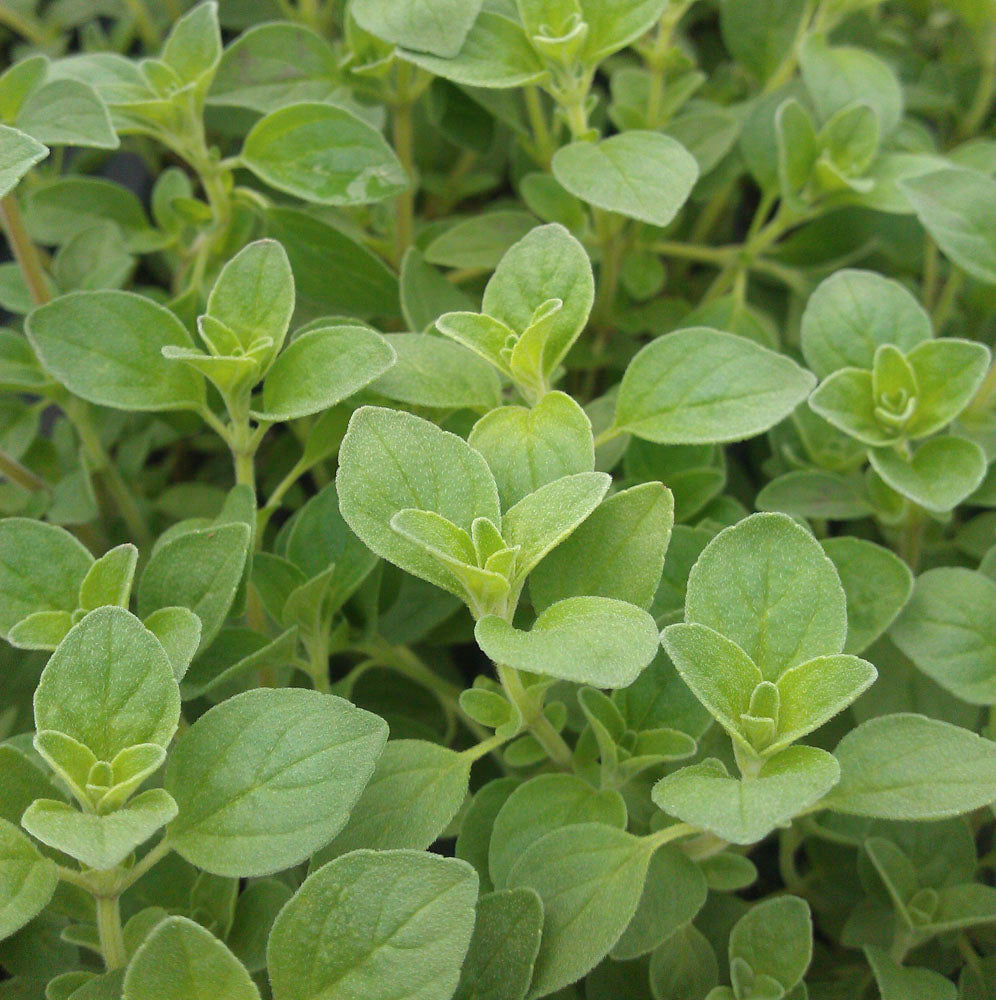 Oregano, Italian