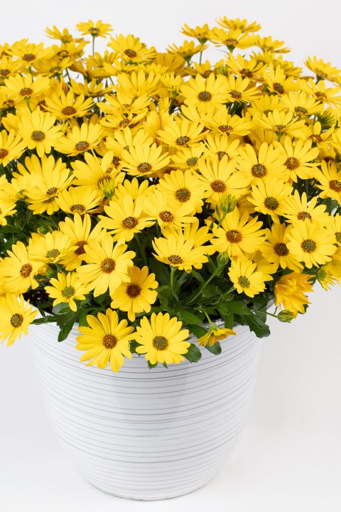 Osteospermum, Gelato Pineapple