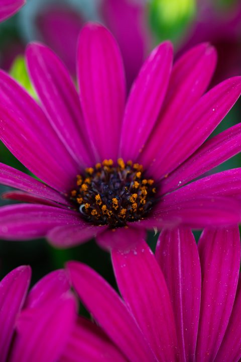 Osteospermum, Gelato Prune