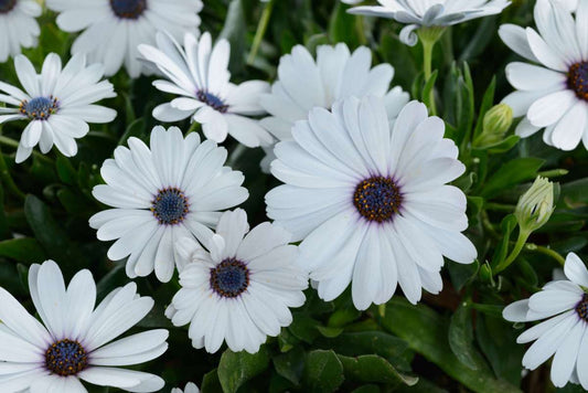 Osteospermum, Osticade Pure White