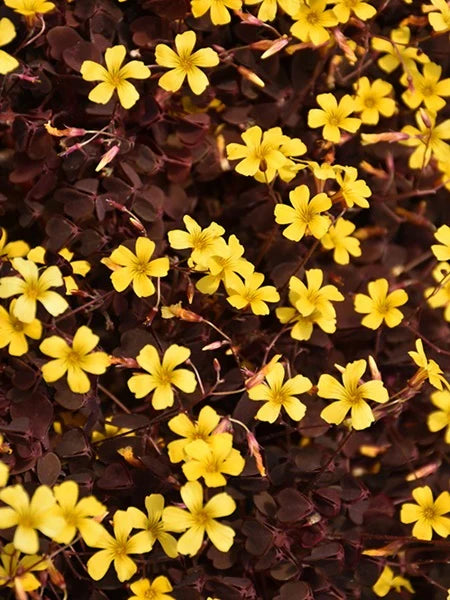 Oxalis, Burgundy