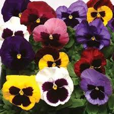 10” Hanging Basket, Pansy