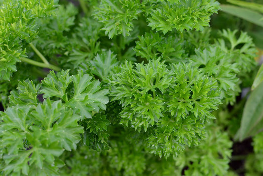 Parsley, Darki