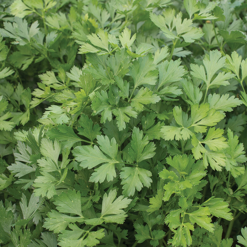 Parsley, Giant of Italy