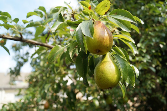 Pear, Anjou Semi-Dwarf