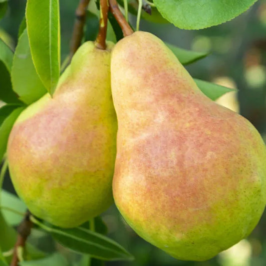 Pear, Flemish Beauty Semi-Dwarf