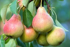 Pear, Clapp's Favourite 7g