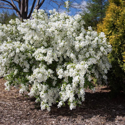 Pearlbush, Lotus Moon