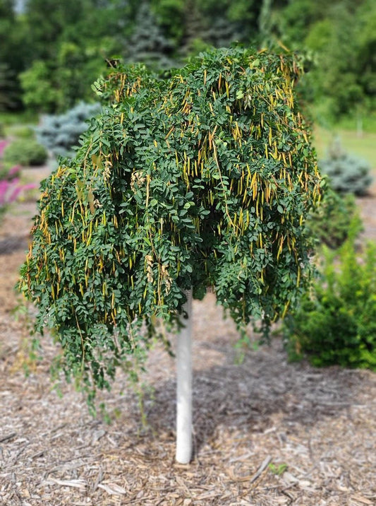 Peashrub, Weeping