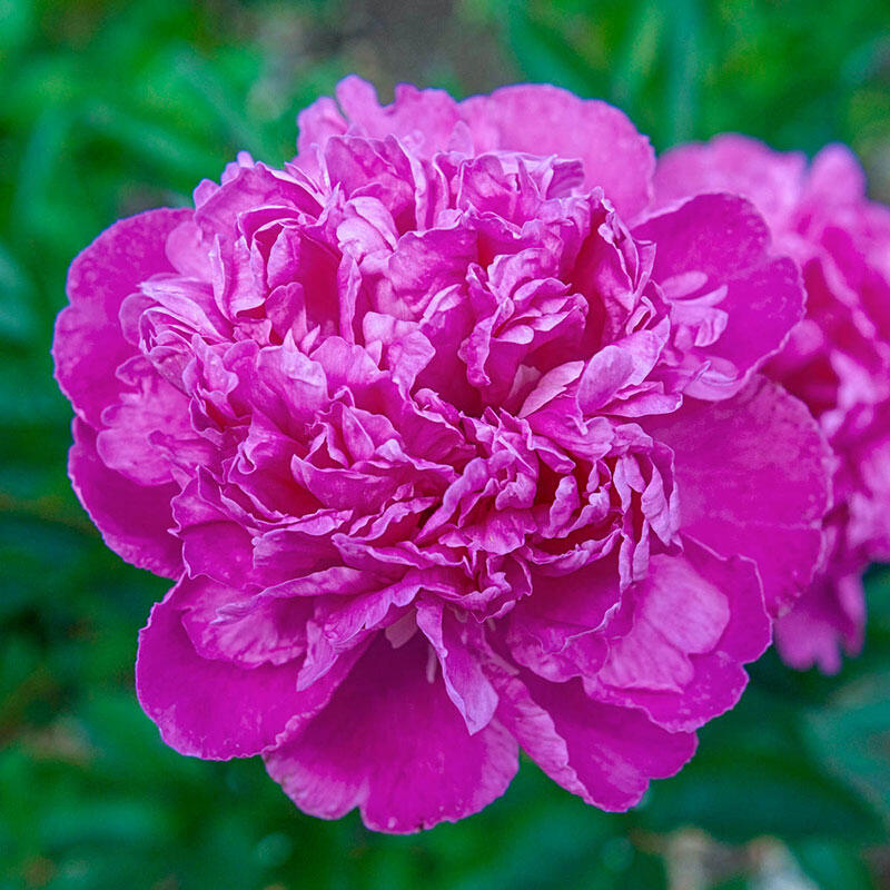 Peony, Amabilis 2g