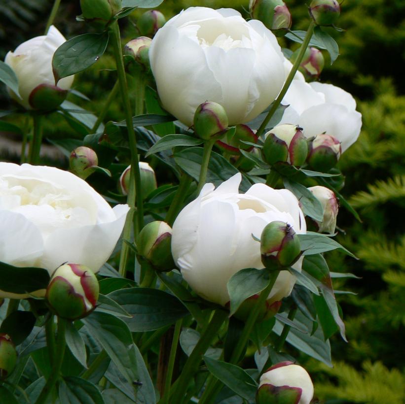 Peony, Duchesse De Nemours 2g