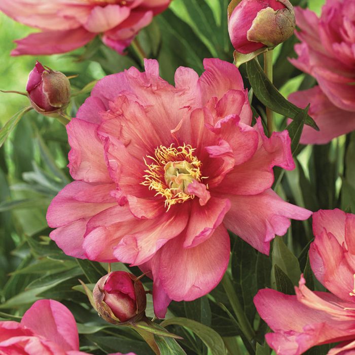 Peony, Intersectional Hillary 2g