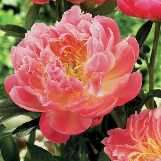 Peony, Pink Hawaiian Coral