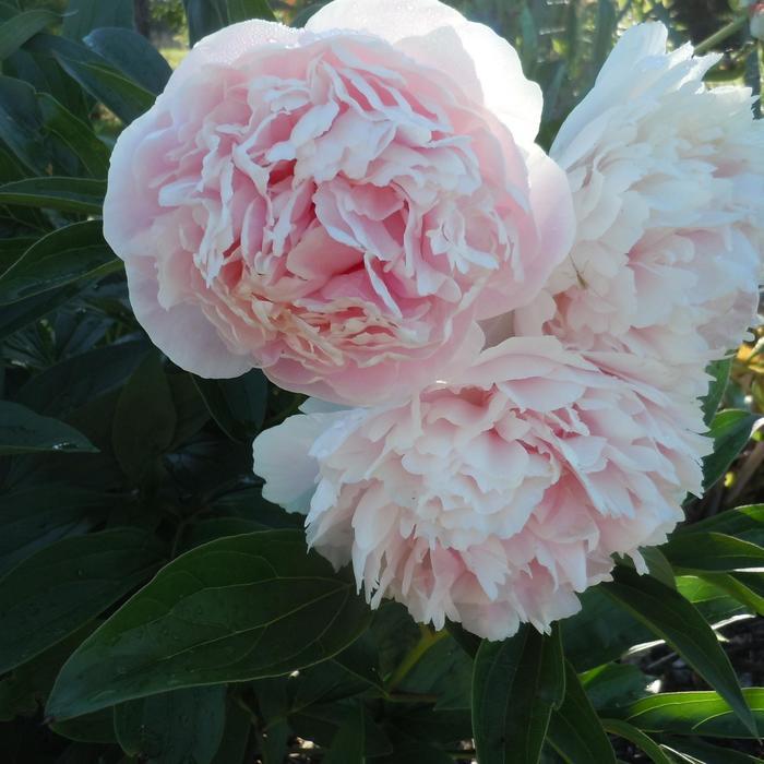 Peony, Shirley Temple
