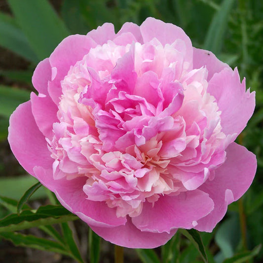 Peony, Sorbet