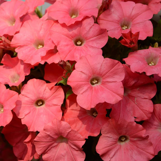 Petunia, Easy Wave Coral