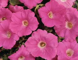 Petunia, Easy Wave Pink