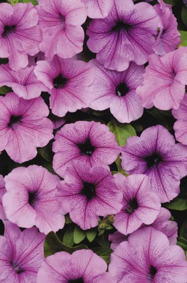 Petunia, Easy Wave Plum Vein