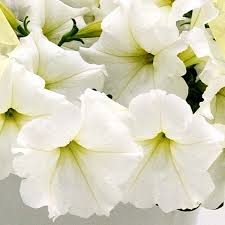 Petunia, Easy Wave White