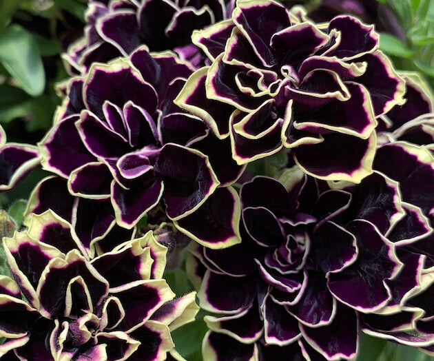 Petunia, Midnight Gold