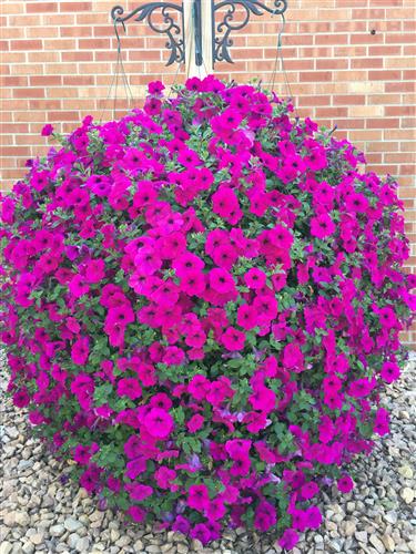 10" Hanging Basket, Purple Wave Petunia