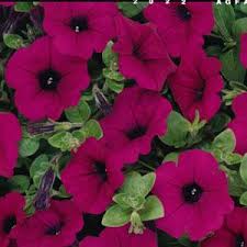 Petunia, Purple Wave