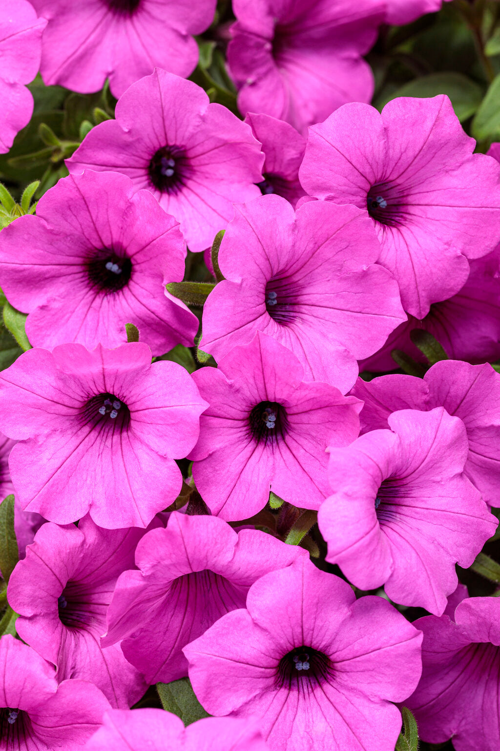 Petunia, Supertunia Vista Jazzberry