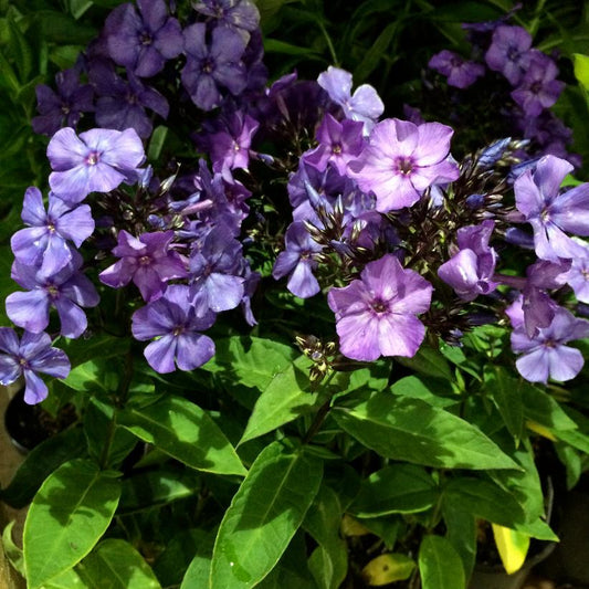 Phlox, Blue Paradise Garden 1g