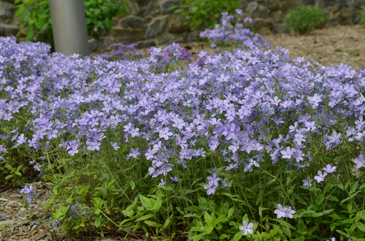 Phlox, Creeping Woodland Blue Moon