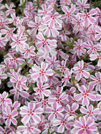 Phlox, Creeping