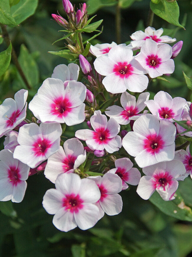 Phlox, Early Start Garden