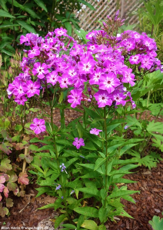 Phlox, Early Start Garden