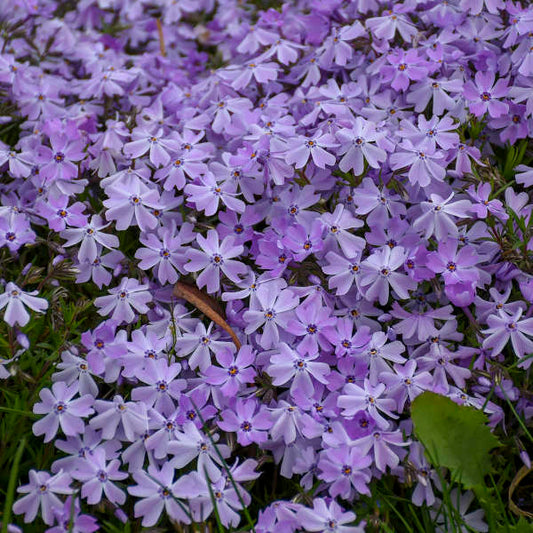 Phlox, Creeping