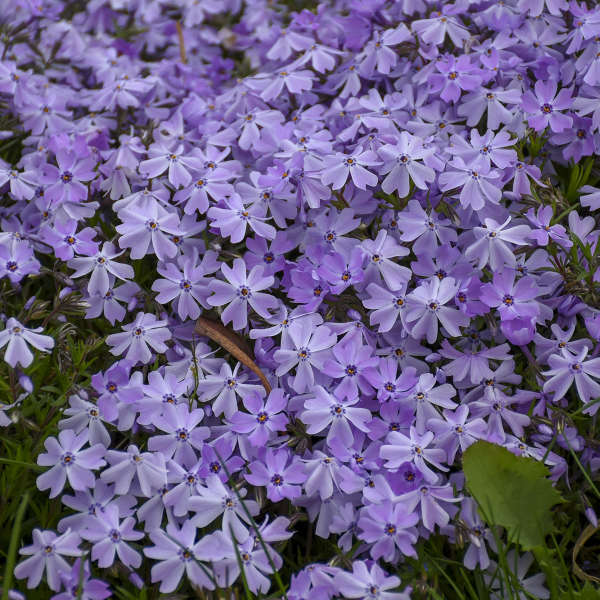 Phlox, Creeping