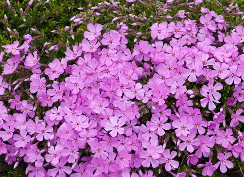 Phlox, Creeping