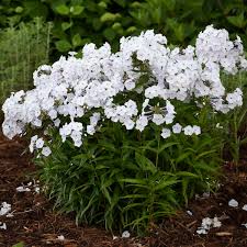 Phlox, Fashionably Early Crystal Garden 1g