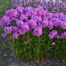 Phlox, Fashionably Early Flamingo Garden 1g