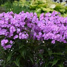 Phlox, Fashionably Early Princess Garden 1g