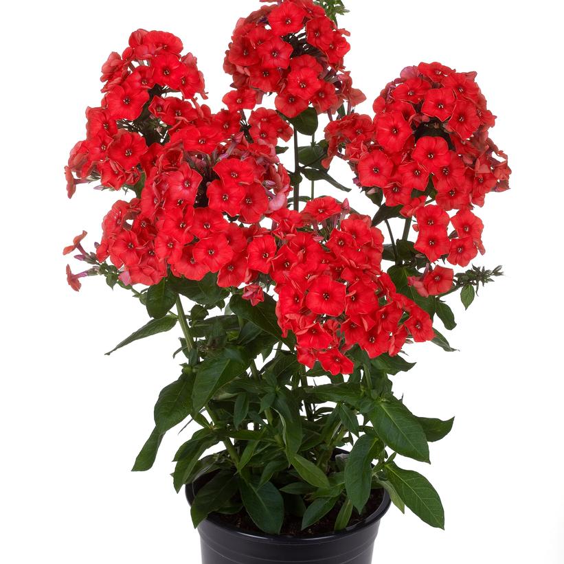 Phlox, Flame Red 1g